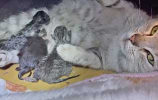 Katzenmama-kitten Drei abgegebene Babykatzen suchen Start-ins-Leben Paten!