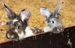 Tierrundschau-aktuell-03-22-kaninchen-klein Informationen zum TIERSCHUTZLIGA-Dorf