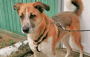 hund-benny-kreuzbandriss01 Altes Hundemädchen wegen Krankheit einfach ausgesetzt