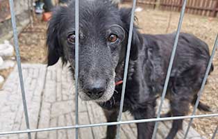 hund-birma-aufnahme-tierschutzliga-dorf Vier Hunde aus einem polnischen Tierheim suchen Aufnahmepaten