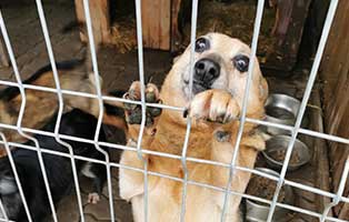 hund-hania-aufnahme-tierschutzliga-dorf Vier Hunde aus einem polnischen Tierheim suchen Aufnahmepaten