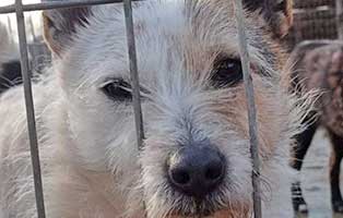 hund-henia-aufnahme-tierschutzliga-dorf Vier Hunde aus einem polnischen Tierheim suchen Aufnahmepaten