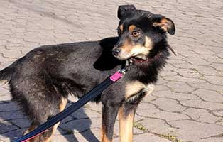 hund-minion-braucht-hilfe Ein neuer Hundetrakt für Bückeburg