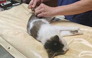 kastration-katzenelend-vermeiden Katze Berta rettete sich in einen warmen Heizungsraum