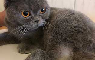 qualzuchten-schottische-faltohrkatze Kitten-Ernährung: Kitten richtig füttern