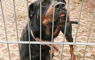 rottweiler-retter-in-not Scheidungsopfer Lilly, hat Diabetes - Hund in Not