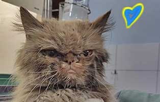gerettete-katze-ukraine01 Kaninchen - Durch Qualzucht besonders süß – und extrem leidend