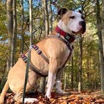 hund-buddy-patentier04-150x150 Buddy - Staffordshire Terrier (TH061/20)