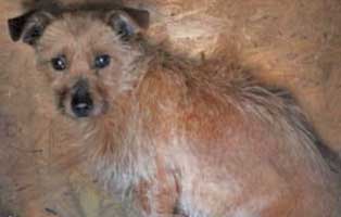 hund-cykor-polen-aufnahmepatenschaft-1 Fünf Hunde aus einem polnischen Tierheim suchen Aufnahmepaten