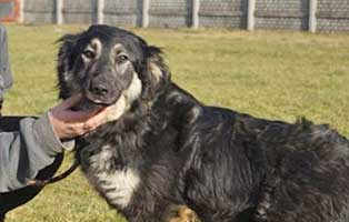hund-cykor-polen-aufnahmepatenschaft Fünf Hunde aus einem polnischen Tierheim suchen Aufnahmepaten