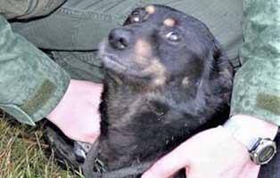 hund-morris-polen-aufnahmepatenschaft Fünf Hunde aus einem polnischen Tierheim suchen Aufnahmepaten