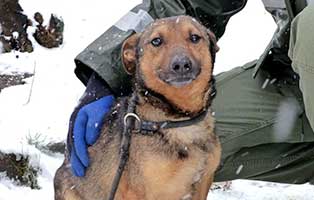 hund04-maennlich-4jahre-aufnahme Vier Hunde aus rumänischen Sheltern und Tötungsstationen suchen Aufnahmepaten