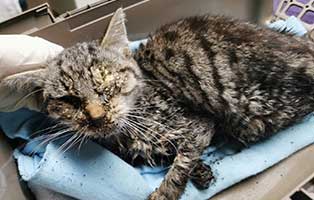 kater-puck-katzenschnupfen-maden Schwaches, von Parasiten übersätes Katzenbaby von Ordnungsamt gebracht