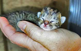 katzenbaby-uk051-22-weiblich Fünf Babykatzen aus dem Tierheim Unterheinsdorf suchen Start-ins-Leben Paten