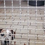 neubau-hundetrakt-bueckeburg07-150x150 Ein neuer Hundetrakt für Bückeburg