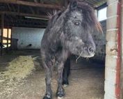 patenpony mäxchen sucht paten02