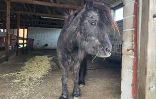 patenpony mäxchen sucht paten02