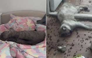 verstorbene-katzen-ukraine Ukrainische Hauslieblinge vom Tod bedroht
