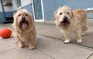 2-hunde-messihoelle-befreit01 Aktuelles aus unseren Tierheimen