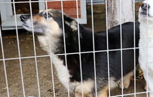 Zunia_Ska-300x191 Aufnahmepatenschaft – 6 Hunde suchen Paten