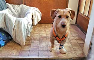 hund-heinrich-zuhause-gefunden01 Glücklich vermittelt - Adoption geglückt
