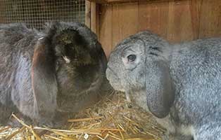 kaninchen-baldrian-zuhause-gefunden Tierische Geschichten - Lustiges und spannendes
