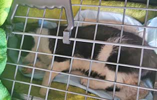 katze-verunfallt-beckenbruch01 Katzenstation Netzschkau – Marode Hütten machen das Katzenleben schwer