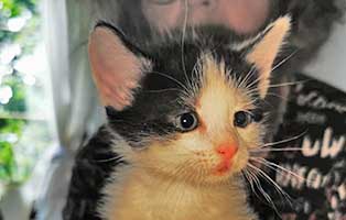 katzenbaby-uk056-22-maennlich Fünf Babykatzen aus dem Tierheim Unterheinsdorf suchen Start-ins-Leben Paten