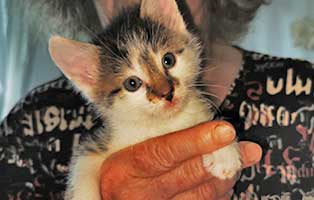 katzenbaby-uk057-22-maennlich Fünf Babykatzen aus dem Tierheim Unterheinsdorf suchen Start-ins-Leben Paten