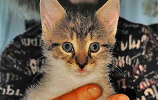 katzenbaby-uk059-22-weiblich Fünf Babykatzen aus dem Tierheim Unterheinsdorf suchen Start-ins-Leben Paten
