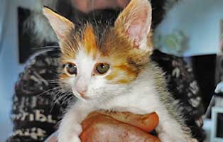 katzenbaby-uk060-22-weiblich Fünf Babykatzen aus dem Tierheim Unterheinsdorf suchen Start-ins-Leben Paten