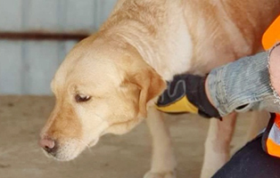 Hündin-003 Vier Hunde aus rumänischen Sheltern und Tötungsstationen suchen Aufnahmepaten