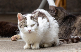 JN7A0192 Verletztes Katzenbaby Frieda sucht Start-ins-Leben Paten