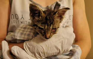 Kater-Daniel-auf-gehöft-gefunden Katzen in völliger Isolation gehalten