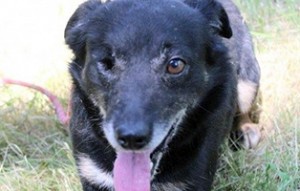Gabi-8-Jahre-4-Jahre-im-Tierheim-Kopie-300x191 Aufnahmepatenschaft – 5 Hunde aus Polen suchen Paten