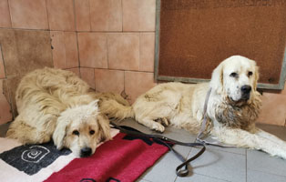 Herdenschutzhunde-5 Ukrainische Hauslieblinge vom Tod bedroht