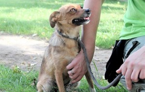 Hündin-ca.-2-Jahre-Kopie-300x191 Aufnahmepatenschaft – 5 Hunde aus Polen suchen Paten
