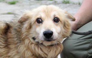 Rüde-ohne-Name-10-12-Jahre-Kopie-300x191 Aufnahmepatenschaft – 5 Hunde aus Polen suchen Paten