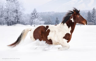 pony-durch-den-schnee Gnadenhof-Ponys ohne Wasser – Leitung friert regelmäßig ein