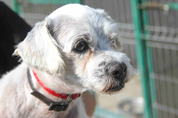 seppi-ausgesetzt-in-polen