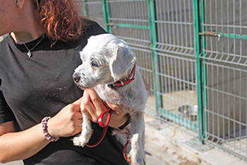 seppi-ausgesetzt-in-polen-2