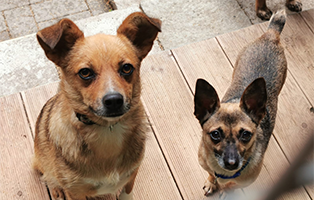 tierschutzliga-polen Aufnahmepatenschaft – 5 Hunde aus Polen suchen Paten