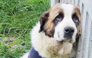 Bernhardiner-Mädchen-Tori-5-Jahre-als-aus-Polen-2-300x191 Aufnahmepatenschaft – 2 Hunde aus Polen suchen Paten