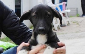 Screenshot_20221005_203113_com.facebook.orca_edit_365383919062995-300x191 Fünf Hunde aus einem rumänischen Tierheim suchen Aufnahmepaten