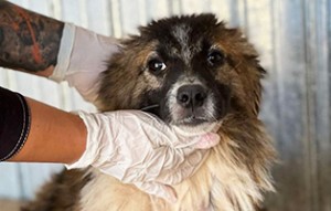 Welpe-Rüde-Samson-300x191 Fünf Hunde aus einem rumänischen Tierheim suchen Aufnahmepaten