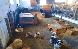 hunde-scheune-thumbnail Vier verwahrloste Yorkshire Terrier brauchen Hilfe