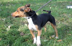 kleine-super-liebe-Hündin-sucht-Aufnahmepaten-300x191 Aufnahmepatenschaft – 2 Hunde aus Polen suchen Paten