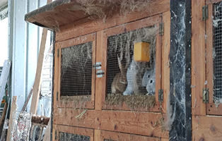 thumbnail-tier-hoarder Wieder wilde Katzen auf Bauernhof gefunden