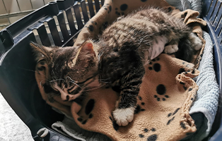 zorro-3 Verwahrloste Katze aus Unterheinsdorf braucht Hilfe