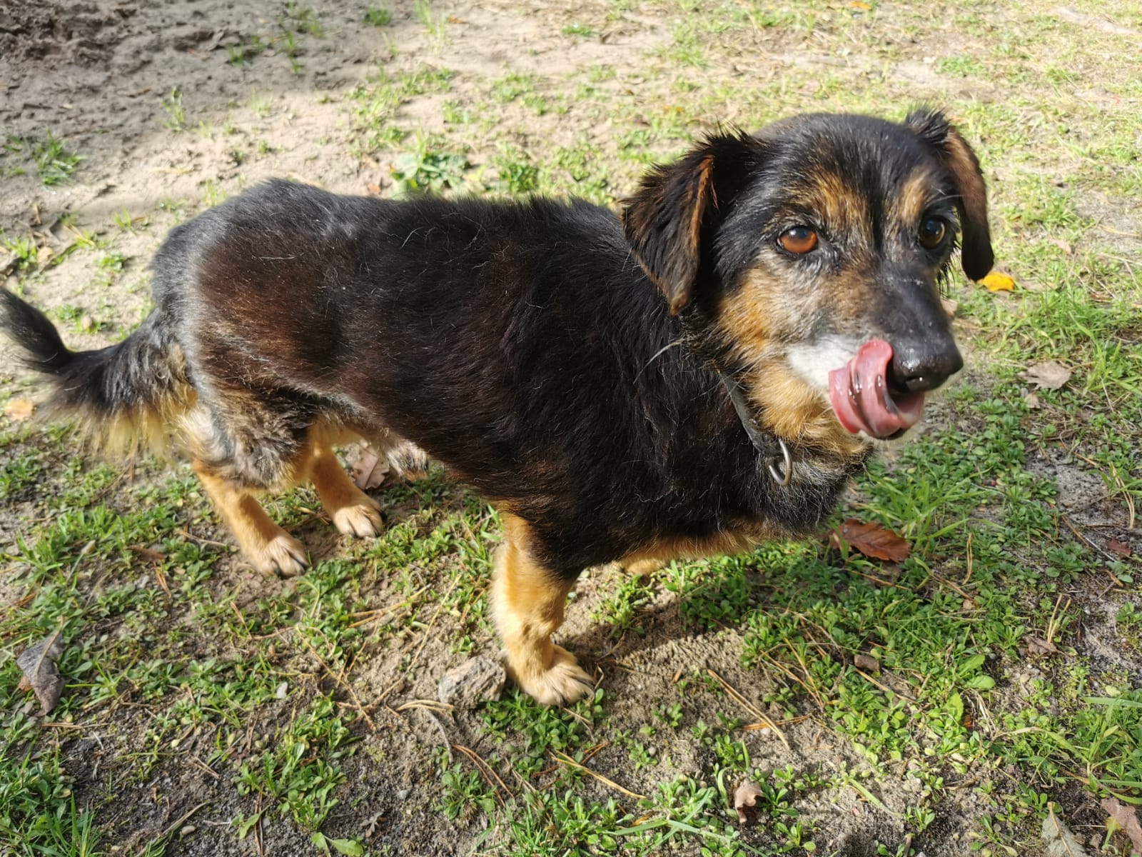 Aufnahmepatenschaft-angekommen-1 Aufnahmepatenschaft – 3 Hunde aus Polen suchen Paten